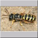 Cerceris arenaria - Sandknotenwespe w12d 12mm.jpg